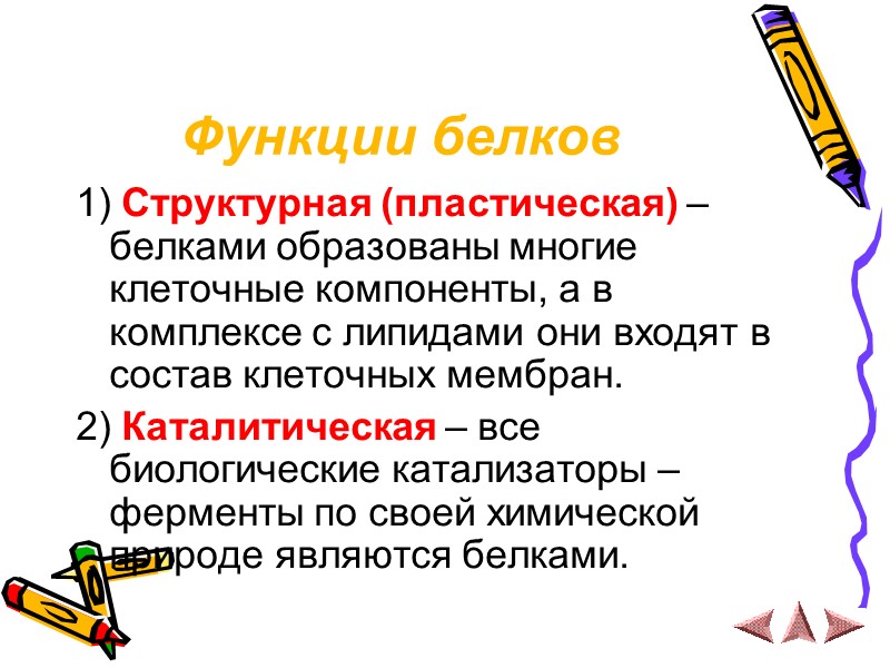 Функции белков 1) Структурная (пластическая) – белками образованы многие клеточные компоненты, а в комплексе